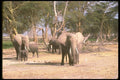 107081 African Elephants With Small Calf A4 Photo Print