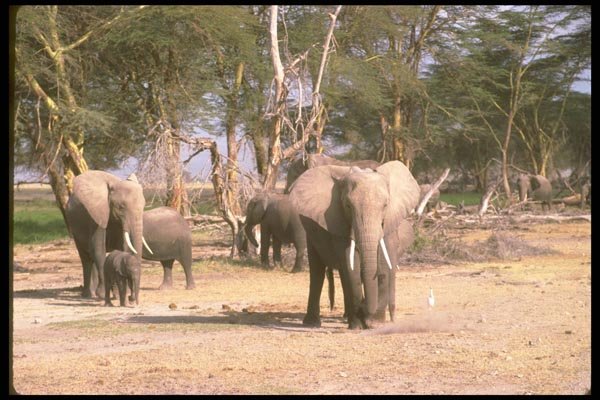 107081 African Elephants With Small Calf A4 Photo Print