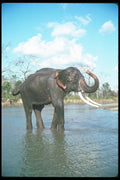 107082 Indian Elephant Huge Bull Bathing A4 Photo Print