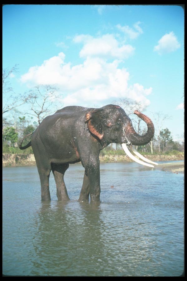 107082 Indian Elephant Huge Bull Bathing A4 Photo Print