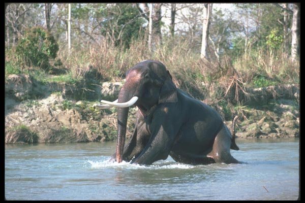 107083 Indian Elephant Huge Bull Lying Down In Water A4 Photo Print