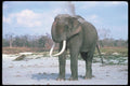 107084 Indian Elephant Huge Bull Dust Bathing A4 Photo Print