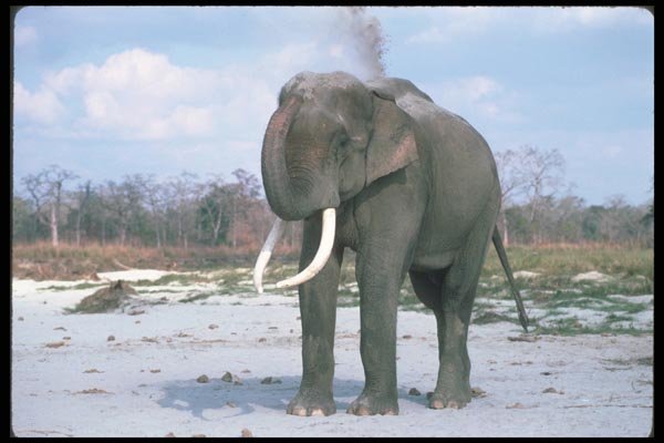 107084 Indian Elephant Huge Bull Dust Bathing A4 Photo Print