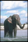 107085 Indian Elephant Huge Bull Mud Bathing A4 Photo Print
