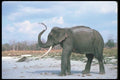 107086 Indian Elephant Huge Bull Dust Bathing A4 Photo Print