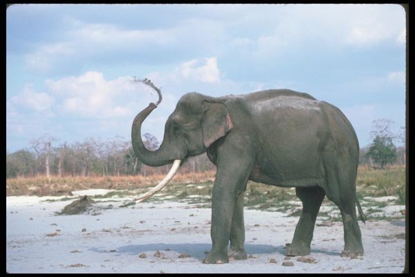 107086 Indian Elephant Huge Bull Dust Bathing A4 Photo Print