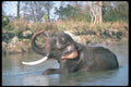 107087 Indian Elephant Huge Bull Lying Down Bathing A4 Photo Print