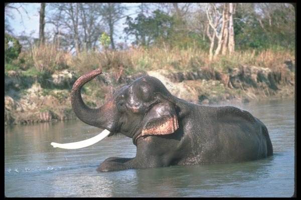 107087 Indian Elephant Huge Bull Lying Down Bathing A4 Photo Print
