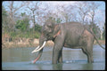 107088 Indian Elephant Huge Bull Bathing A4 Photo Print