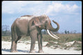 107089 Indian Elephant Huge Bull Dust Bathing A4 Photo Print