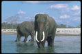 107090 Indian Elephants Wet A4 Photo Print