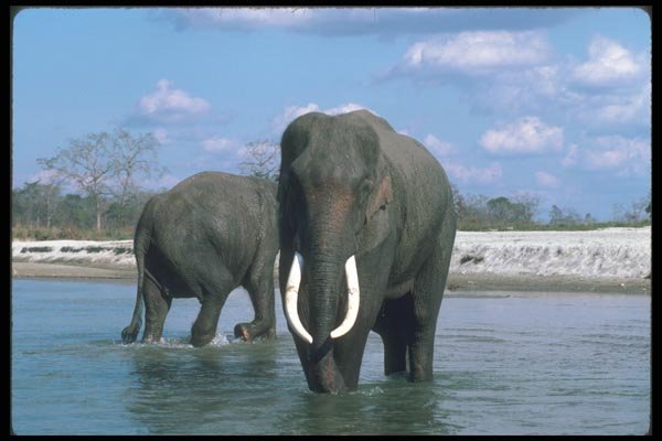 107090 Indian Elephants Wet A4 Photo Print