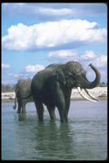 107091 Indian Elephants Mud Bathing A4 Photo Print