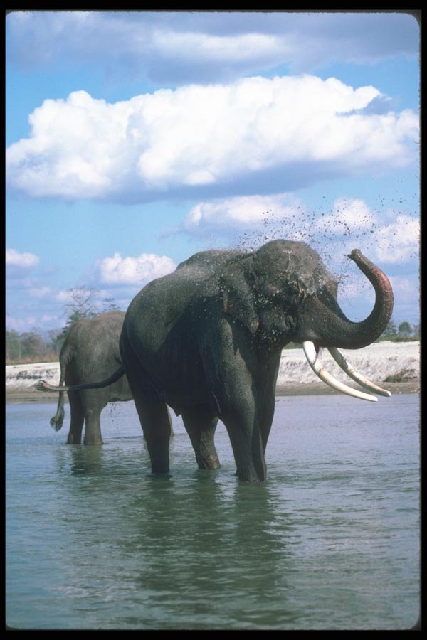107091 Indian Elephants Mud Bathing A4 Photo Print