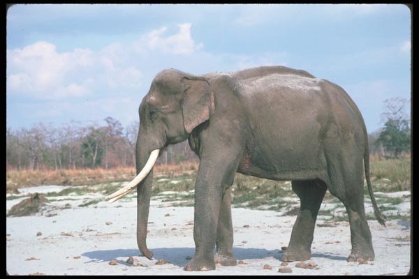 107092 Indian Elephant Huge Bull A4 Photo Print