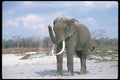 107093 Indian Elephant Huge Bull Dust Bathing A4 Photo Print