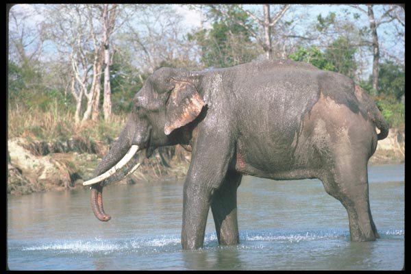 107094 Indian Elephant Huge Bull Mud Bathing A4 Photo Print