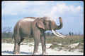 107095 Indian Elephant Huge Bull Dust Bathing A4 Photo Print