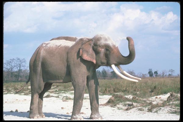 107095 Indian Elephant Huge Bull Dust Bathing A4 Photo Print