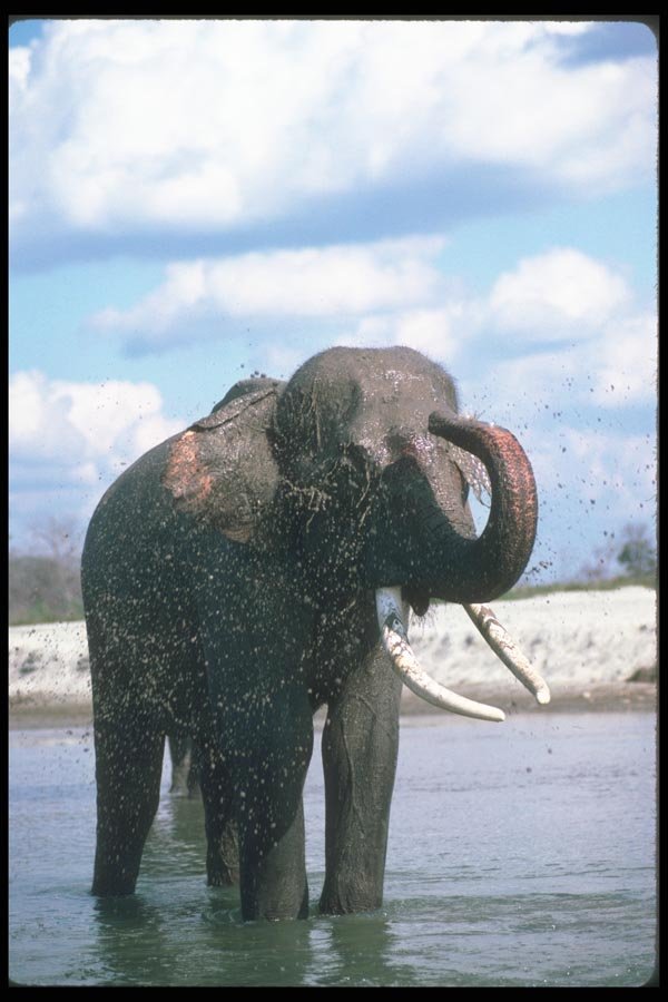 107096 Indian Elephant Huge Bull Mud Bathing A4 Photo Print