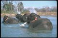 107097 Indian Elephants Lying Down Bathing A4 Photo Print