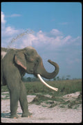 107098 Indian Elephant Huge Bull Dusting Head A4 Photo Print