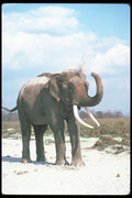 107099 Indian Elephant Huge Bull Dust Bathing A4 Photo Print