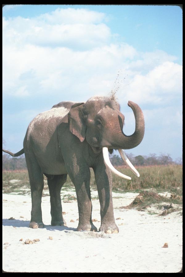 107099 Indian Elephant Huge Bull Dust Bathing A4 Photo Print