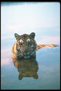 108000 Tiger In Water A4 Photo Print