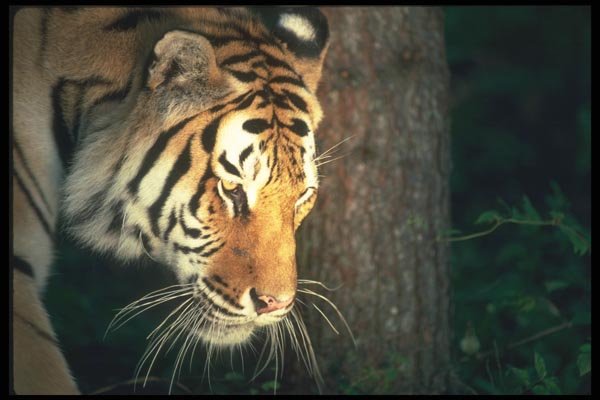 108001 Tiger (Head Shot) In Strongly Lit Forest A4 Photo Print