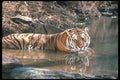 108002 Tiger At Brightly Lit Waterhole A4 Photo Print