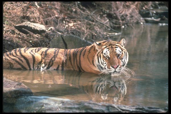 108002 Tiger At Brightly Lit Waterhole A4 Photo Print