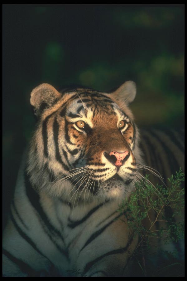 108003 Tiger (Head Shot) In Strongly Lit Forest A4 Photo Print