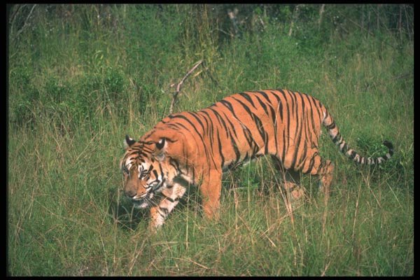 108004 Tiger Stalking Through Forest A4 Photo Print