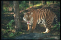 108005 Tiger In Strongly Lit Forest A4 Photo Print