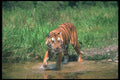 108006 Tiger In Water A4 Photo Print