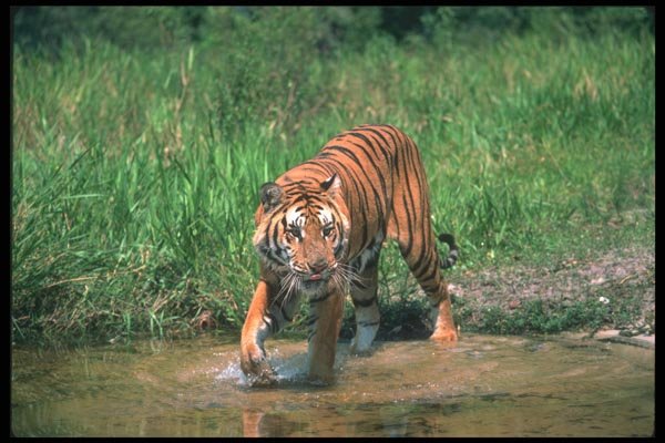 108006 Tiger In Water A4 Photo Print
