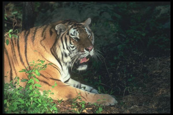 108007 Bengal Tiger Lying In Strongly Lit Forest A4 Photo Print