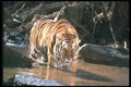 108008 Tiger At Brightly Lit Waterhole A4 Photo Print