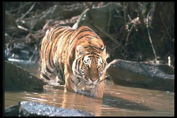 108008 Tiger At Brightly Lit Waterhole A4 Photo Print