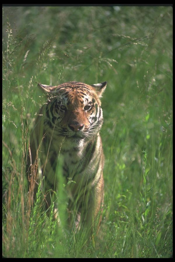108009 Bengal Tiger In Tall Grass A4 Photo Print