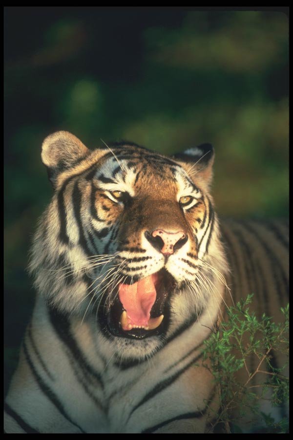 108010 Tiger (Head Shot) In Strongly Lit Forest A4 Photo Print
