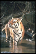 108011 Tiger At Brightly Lit Waterhole A4 Photo Print