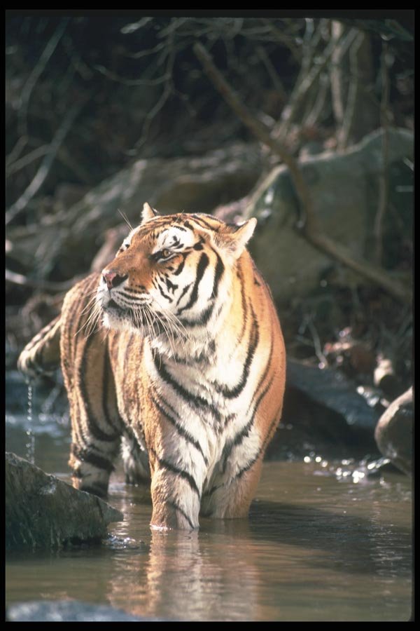 108011 Tiger At Brightly Lit Waterhole A4 Photo Print