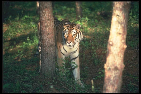 108012 Tiger In Strongly Lit Forest A4 Photo Print
