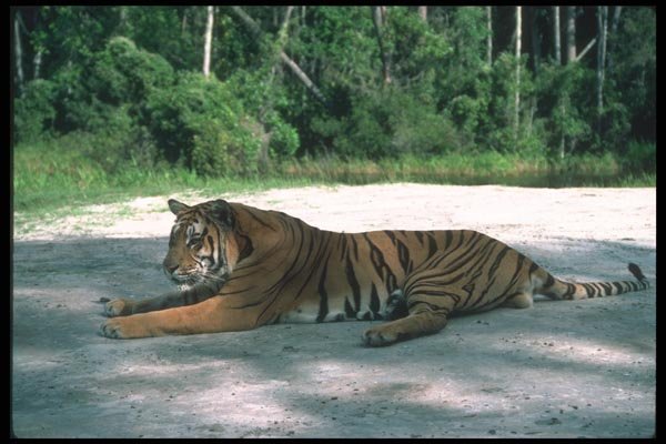 108013 Tiger Lying On Earth A4 Photo Print