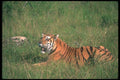 108014 Tiger Lying In Forest A4 Photo Print