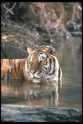 108015 Tiger At Brightly Lit Waterhole A4 Photo Print