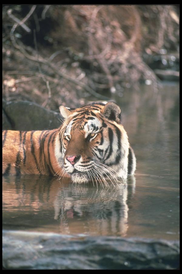 108015 Tiger At Brightly Lit Waterhole A4 Photo Print