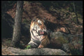 108016 Bengal Tiger Lying In Strongly Lit Forest A4 Photo Print